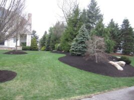 Residential landscaping project featuring lush green grass, decorative mulch beds, and various evergreen trees, showcasing McLeod Landscaping's design and maintenance services.