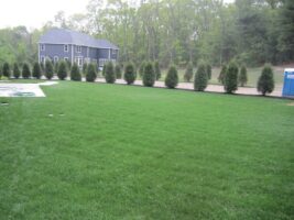 Lush green lawn with neatly trimmed hedges and a residential home in the background, showcasing McLeod Landscaping's residential landscaping project.