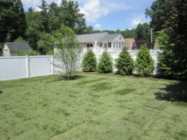 Residential landscaping project featuring freshly laid sod in a well-maintained backyard with a white fence, lush green trees, and a clear blue sky, showcasing McLeod Landscaping's design and installation expertise.