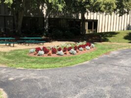 Commercial landscaping design featuring a vibrant flower bed with red and silver plants, surrounded by manicured grass and a paved pathway, showcasing McLeod Landscaping's work.
