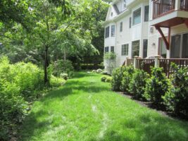 Residential landscaping featuring well-maintained green lawn, shrubs, and trees beside a modern home, showcasing McLeod Landscaping's design expertise.