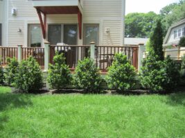 Residential landscaping project featuring neatly trimmed shrubs along a green lawn, adjacent to a wooden deck and house exterior.