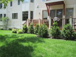 Residential landscaping featuring well-maintained grass, neatly trimmed shrubs, and a wooden deck, showcasing McLeod Landscaping's design expertise.