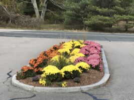 Colorful flower bed featuring orange, yellow, and pink chrysanthemums in a landscaped area, showcasing McLeod Landscaping's commercial landscaping services.