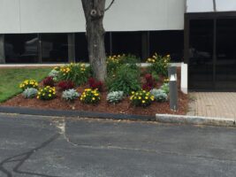 Commercial landscaping design featuring colorful flower beds and manicured shrubs at a business entrance, showcasing McLeod Landscaping's expertise in commercial property maintenance and installations.