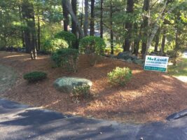 Commercial landscaping installation featuring manicured shrubs, decorative rocks, and mulch, with a McLeod Landscaping sign prominently displayed in a wooded setting.