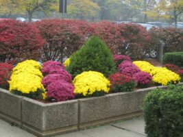 Colorful flower bed with yellow and purple chrysanthemums surrounded by red shrubs, showcasing commercial landscaping by McLeod Landscaping.