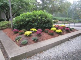 Colorful flower bed with yellow, pink, and purple chrysanthemums, surrounded by green shrubs and gravel path, showcasing McLeod Landscaping's commercial landscaping services.