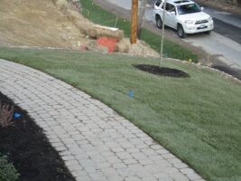 Residential landscaping project featuring a curved stone pathway, freshly laid sod, and a young tree, with a white vehicle visible on the road nearby.