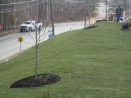 Residential landscaping project featuring freshly laid sod, a newly planted tree with mulch, and a view of a nearby road, showcasing McLeod Landscaping's expertise in lawn installation and design.