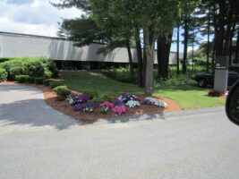 Colorful flower beds with purple and pink blooms, landscaped around a commercial property entrance, showcasing McLeod Landscaping's commercial landscaping services.