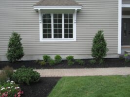 Residential landscaping featuring neatly arranged shrubs and flower beds alongside a paved walkway, enhancing the exterior of a home.