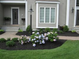 Residential landscaping featuring vibrant hydrangea flowers, well-maintained lawn, and decorative pathway near a modern home, showcasing McLeod Landscaping's design expertise.