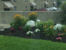 Colorful flower bed featuring yellow, white, and pink blooms, showcasing professional landscaping by McLeod Landscaping, with a backdrop of residential buildings.