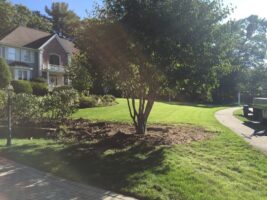 Residential landscaping project featuring a well-maintained lawn, ornamental tree, and mulched flower beds near a home, showcasing McLeod Landscaping's design expertise.