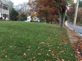 Residential landscaping project featuring a well-maintained green lawn with fallen leaves, showcasing McLeod Landscaping's expertise in landscape design and maintenance.
