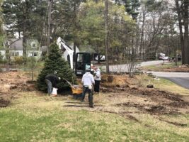 Landscaping professionals working on a residential project, planting a tree and preparing the area, showcasing McLeod Landscaping's services.